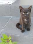 Отдадим котят в добрые руки
