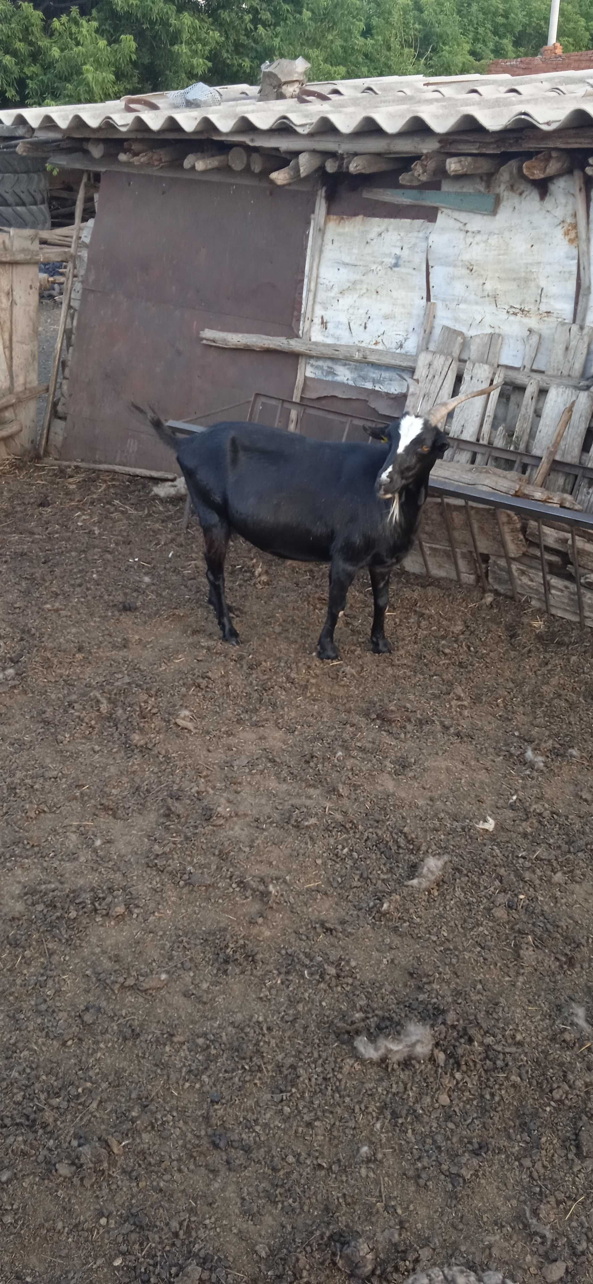 Продам коз молодых