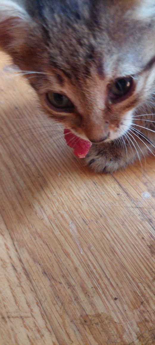 Котята. 1.5 месяца