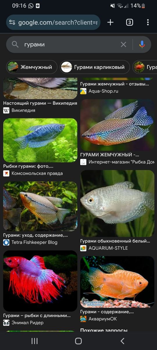Продам рыбок  разные  красивые