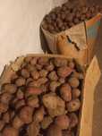 Продам семенной картофель