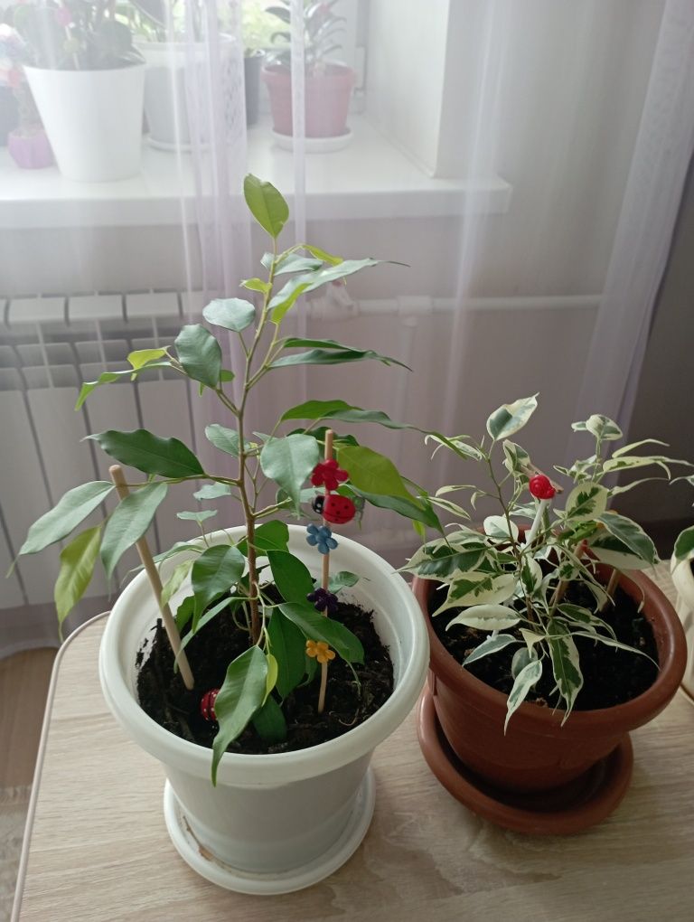 Фикусы Бенджамина