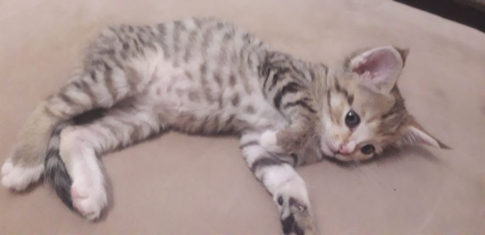 Подарю котят, мальчики