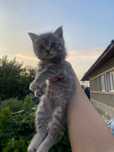 Отдам котенка в очень хорошие руки
