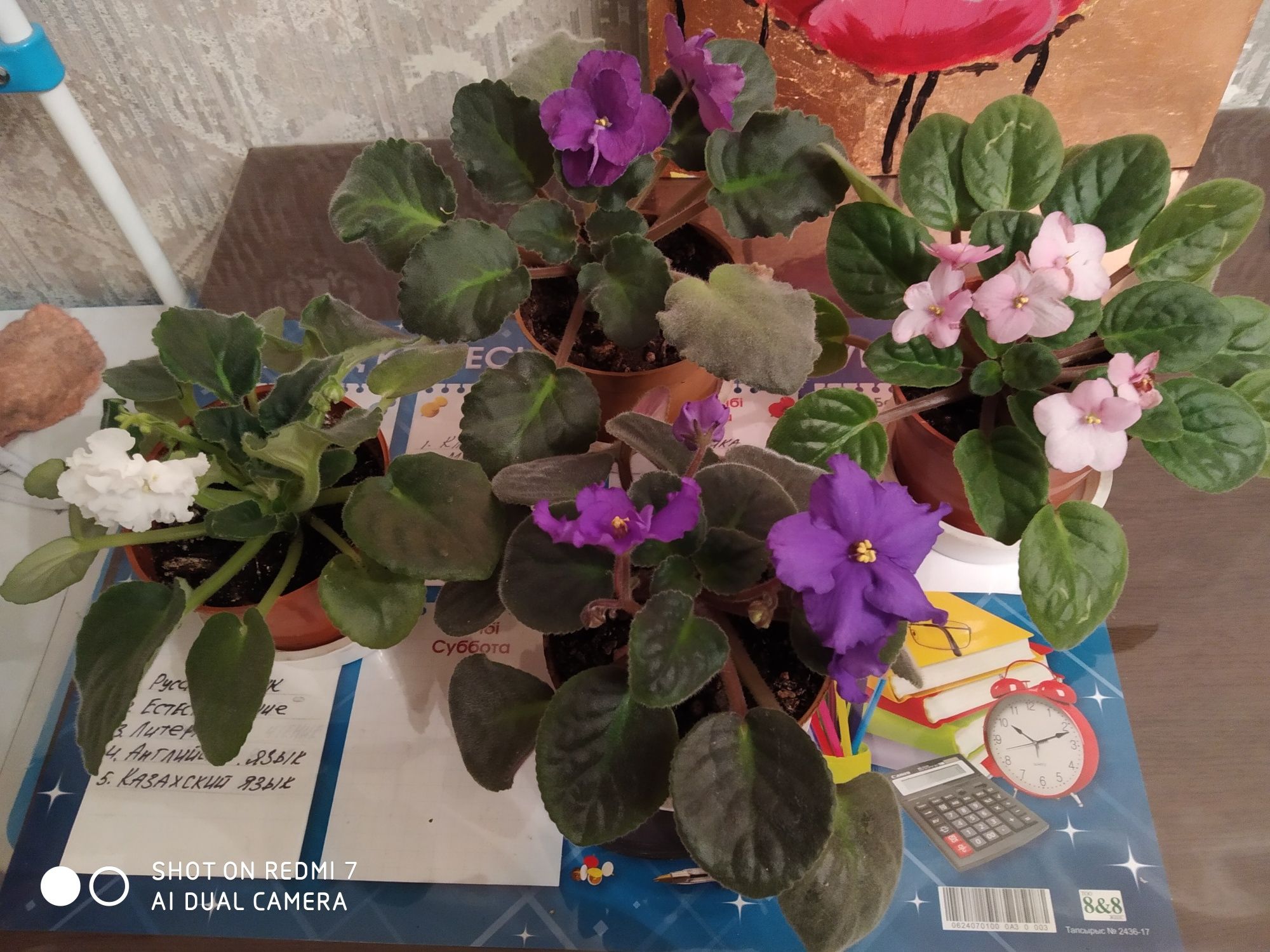 Продам цветы разные
