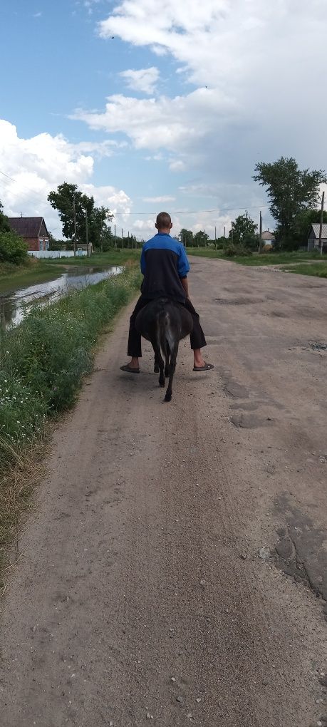 Продам хорошая спакоиная