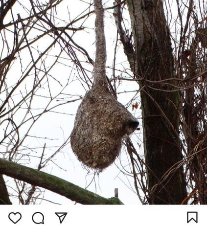 Куркылтай уясы ем ушин