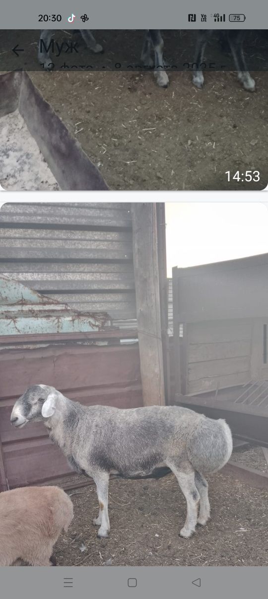 Продается кошкар