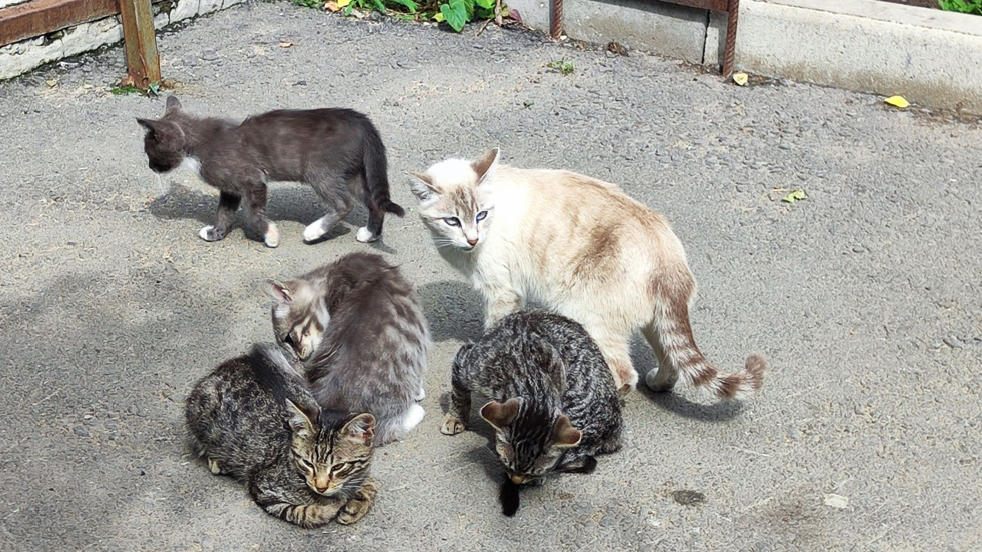 Отдам котят  в добрые руки