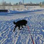 "Dog walking services available!"