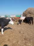 Продам коров подсосных и дойную