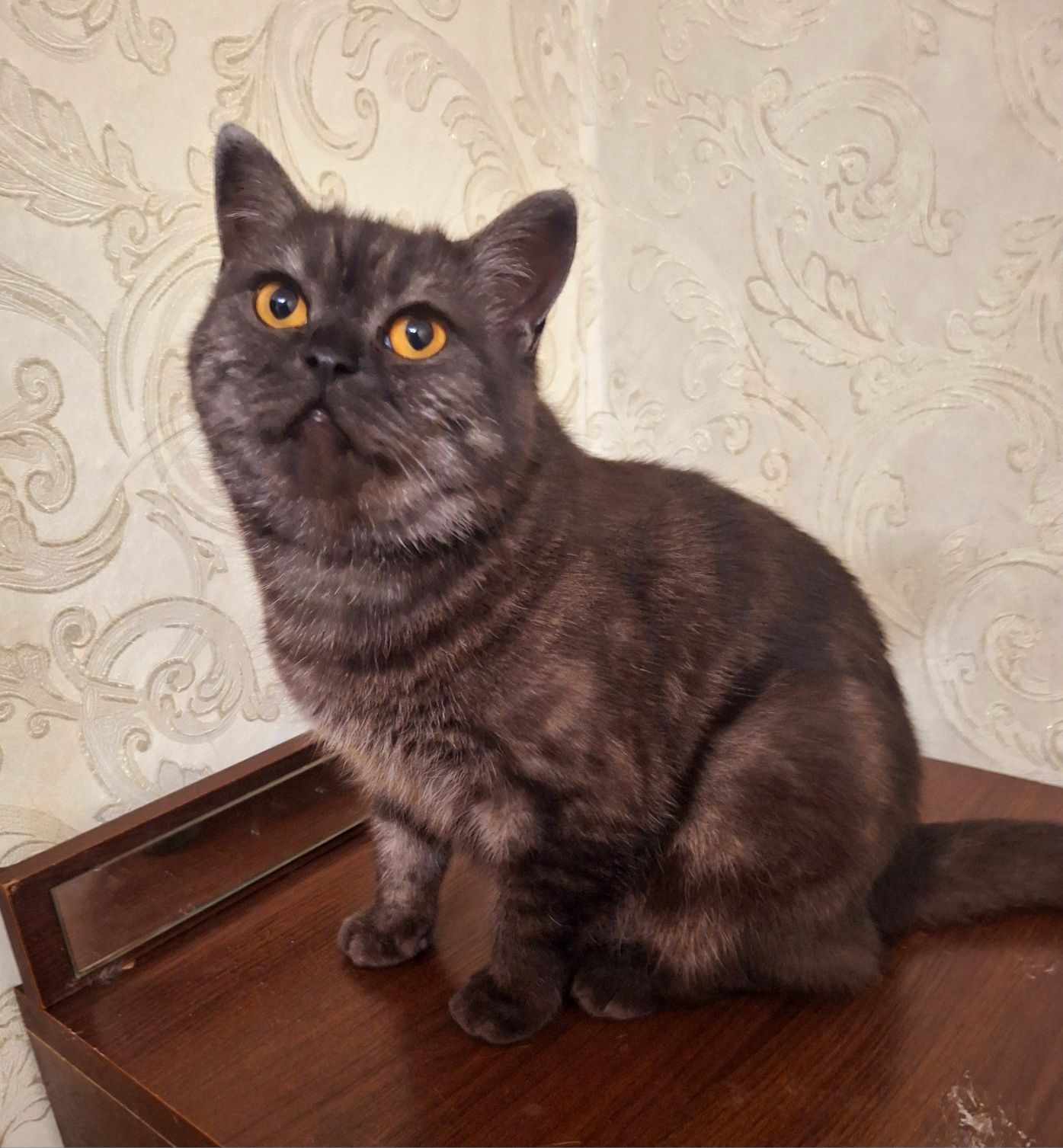 Шотландская кошечка  Алиса . .Стерелизована