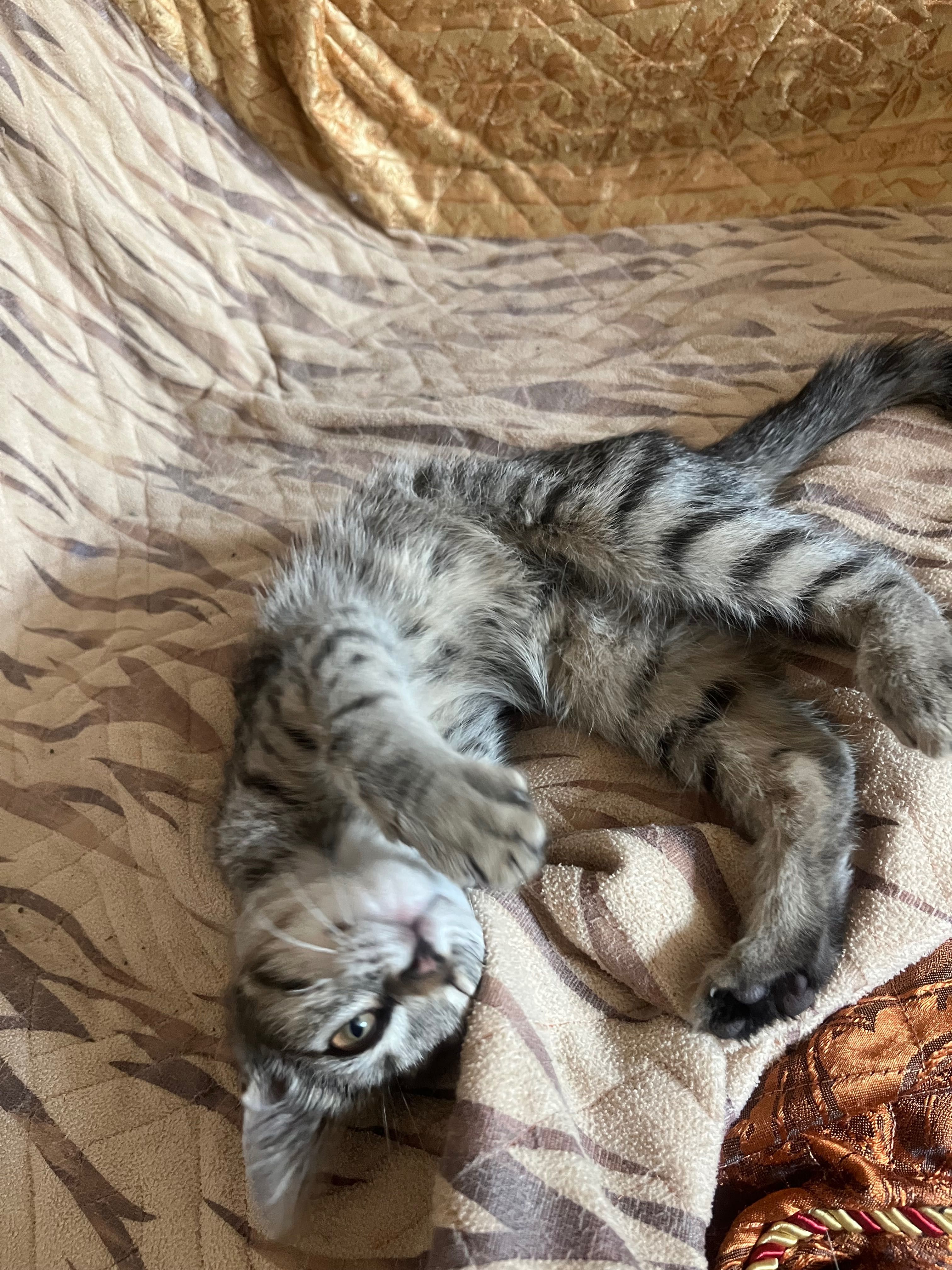 Котенок девочка в добрые руки