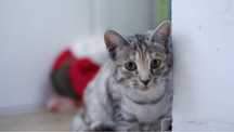 Срочно! Котенок ищет дом