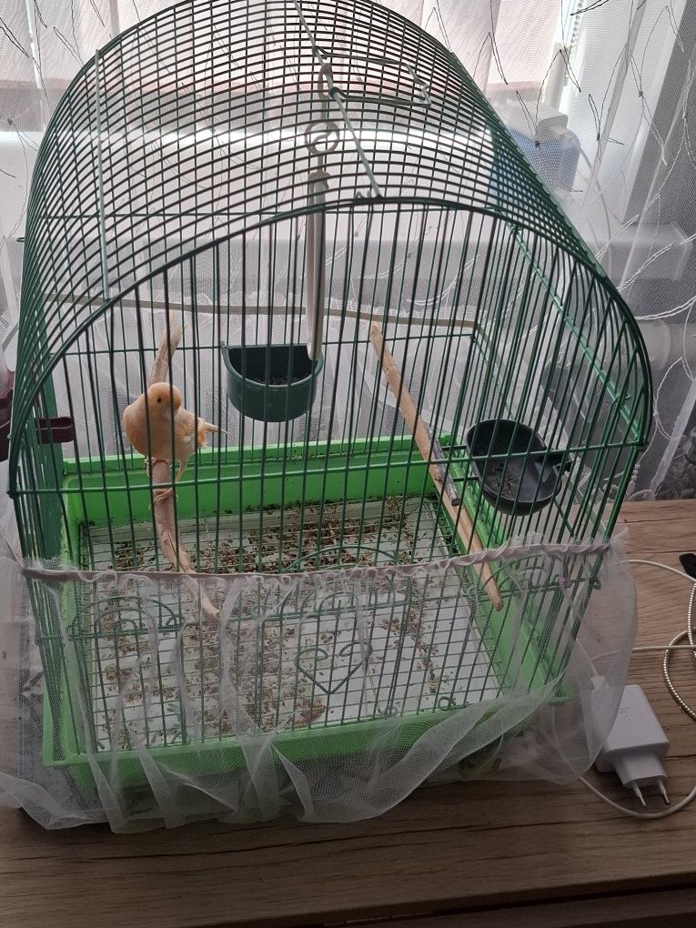 Продам канарейку