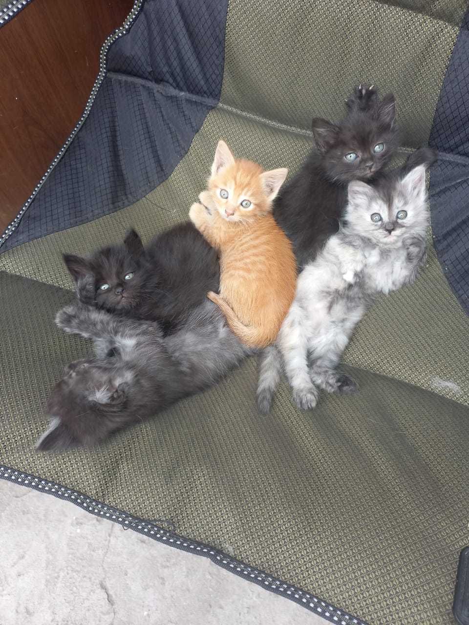 В добрые руки котят
