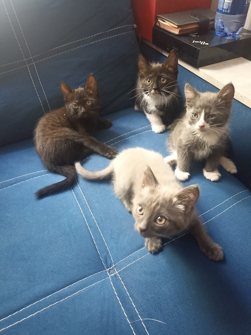 Очень красивые котята