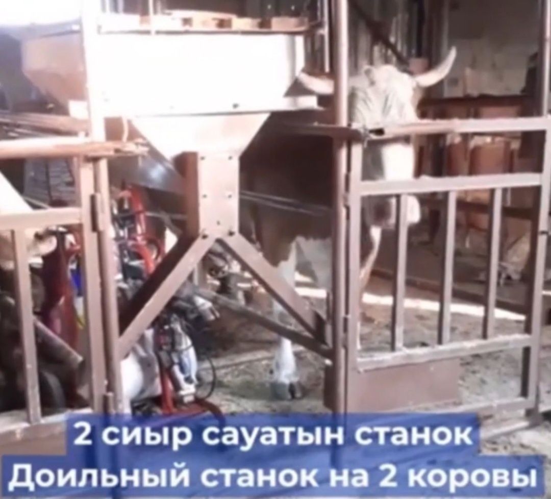 Доильный станок (на 2 коровы) с использованием доильного аппарата