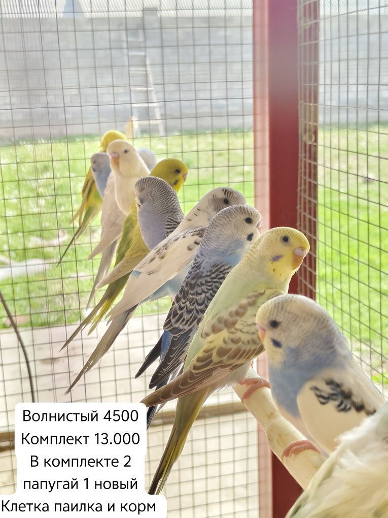 Попугай волнистый, карелла, амадин, неразлучник,