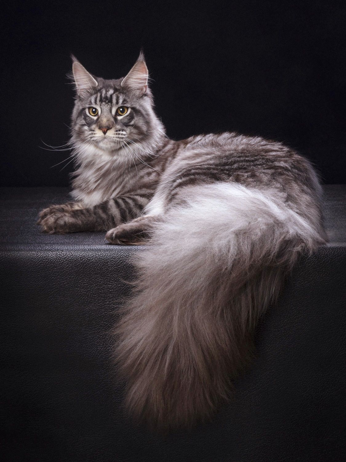 Гигантские Кошки. КОТЯТА Мейн- Кун
