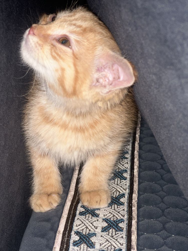 Отдадим котят в любящий дом