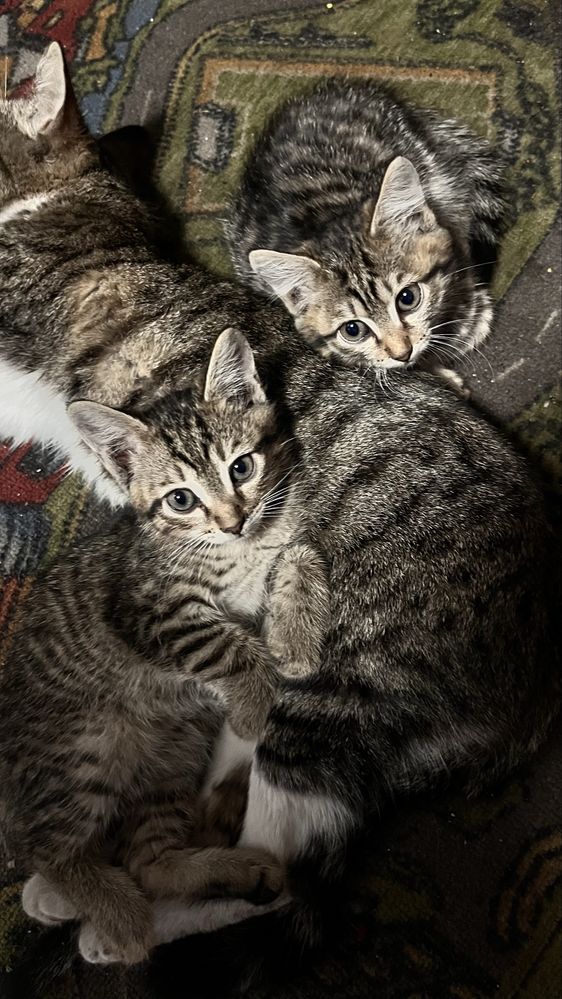 Отдам котят в хорошие руки