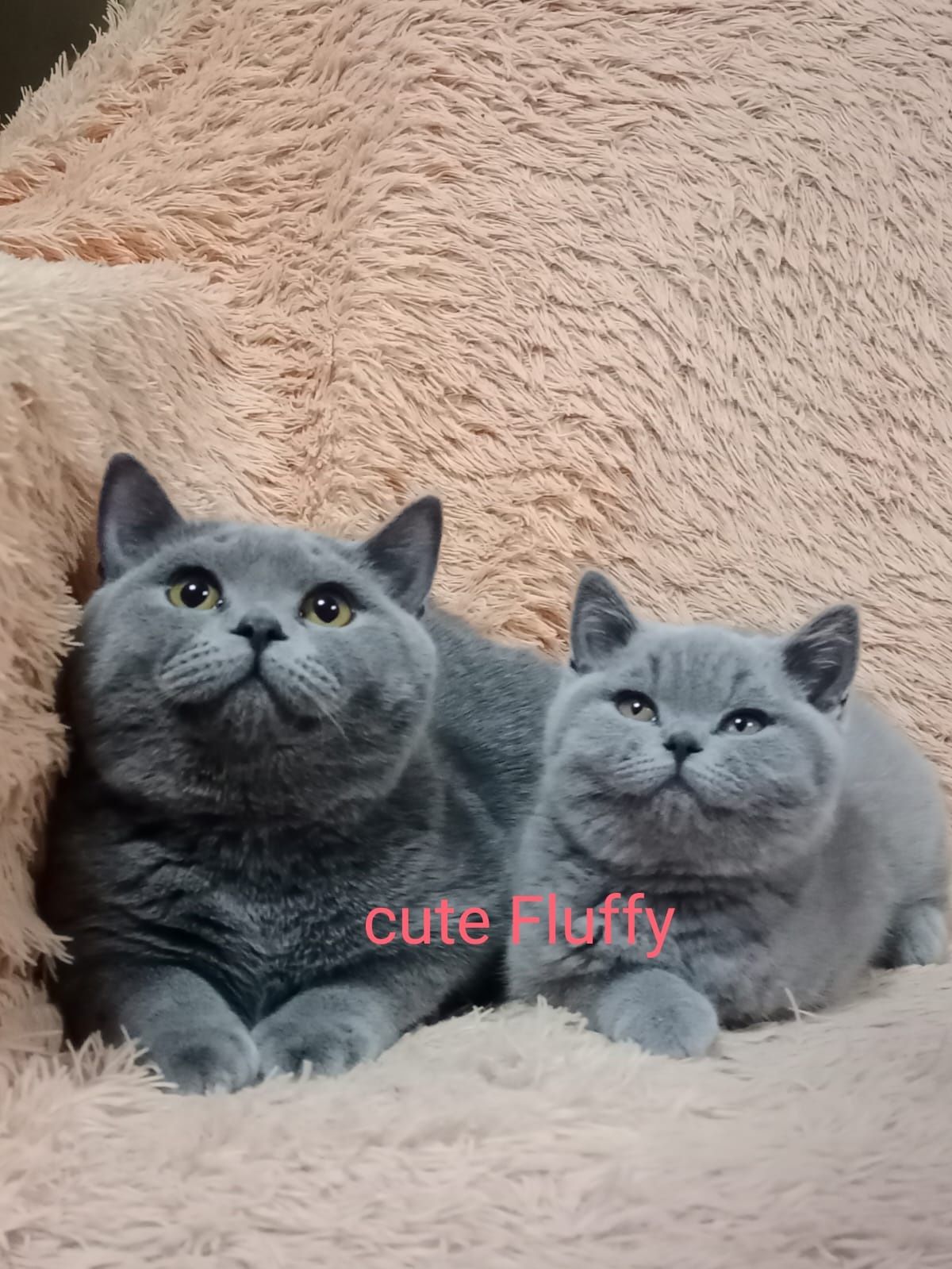 Котята чистокровные