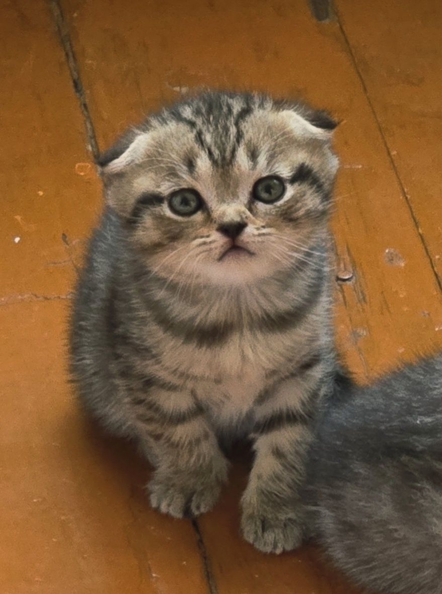Котяточки шотландская вислоухая