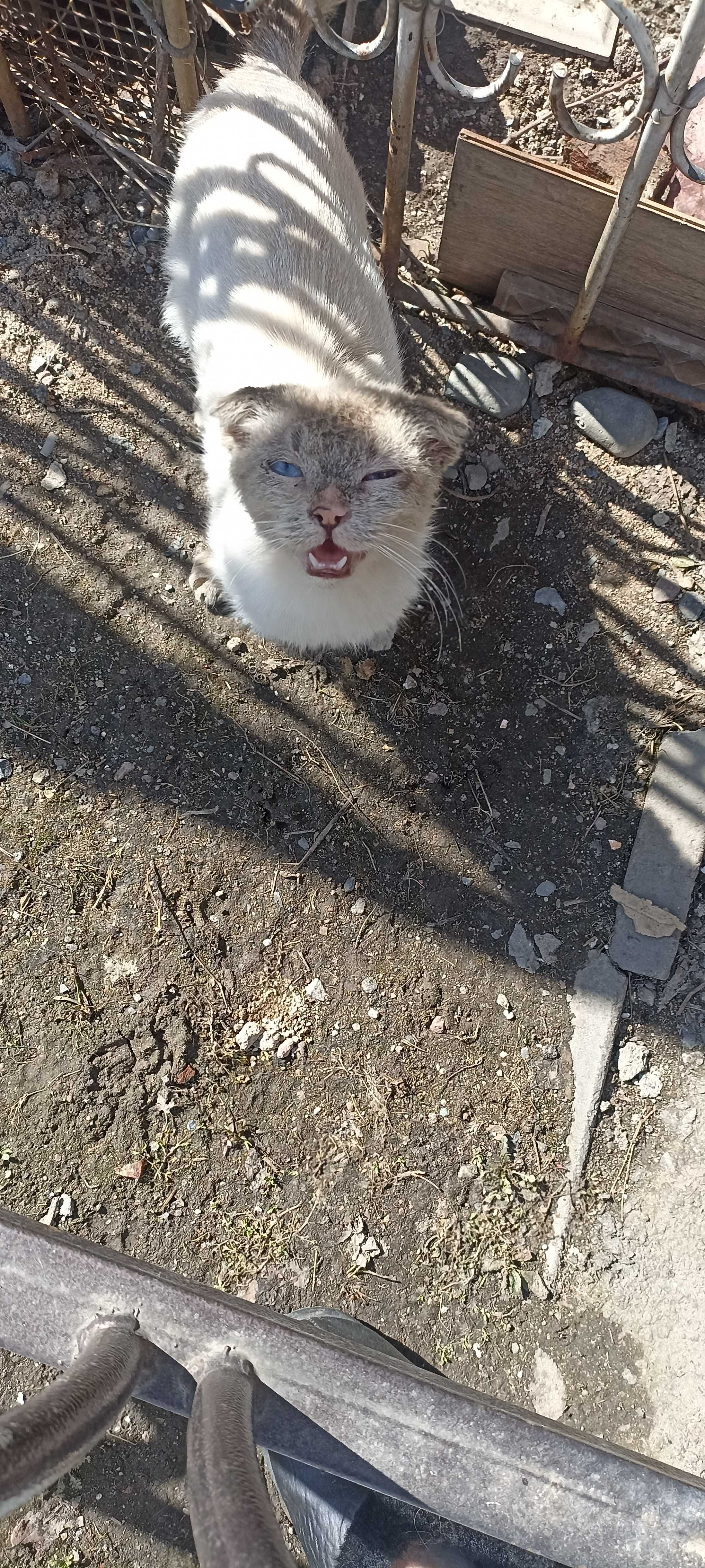 Отдам в добрые руки