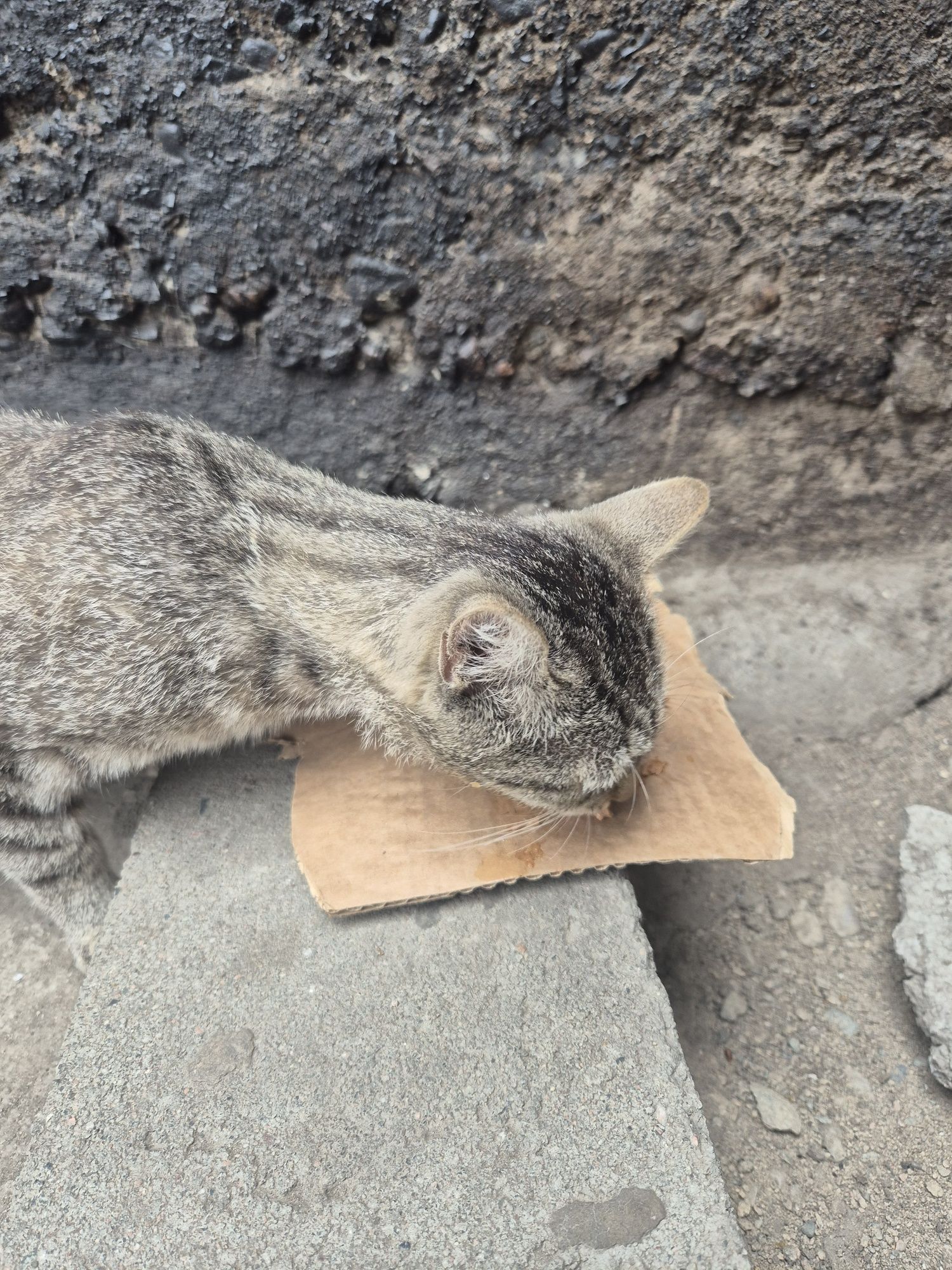 Кот нашли в талгаре