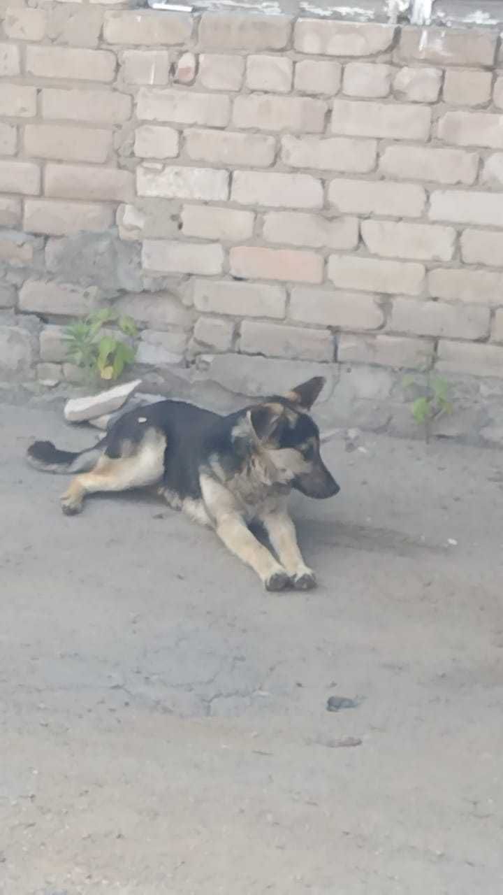 Отдам щенка подростка в добрые руки.