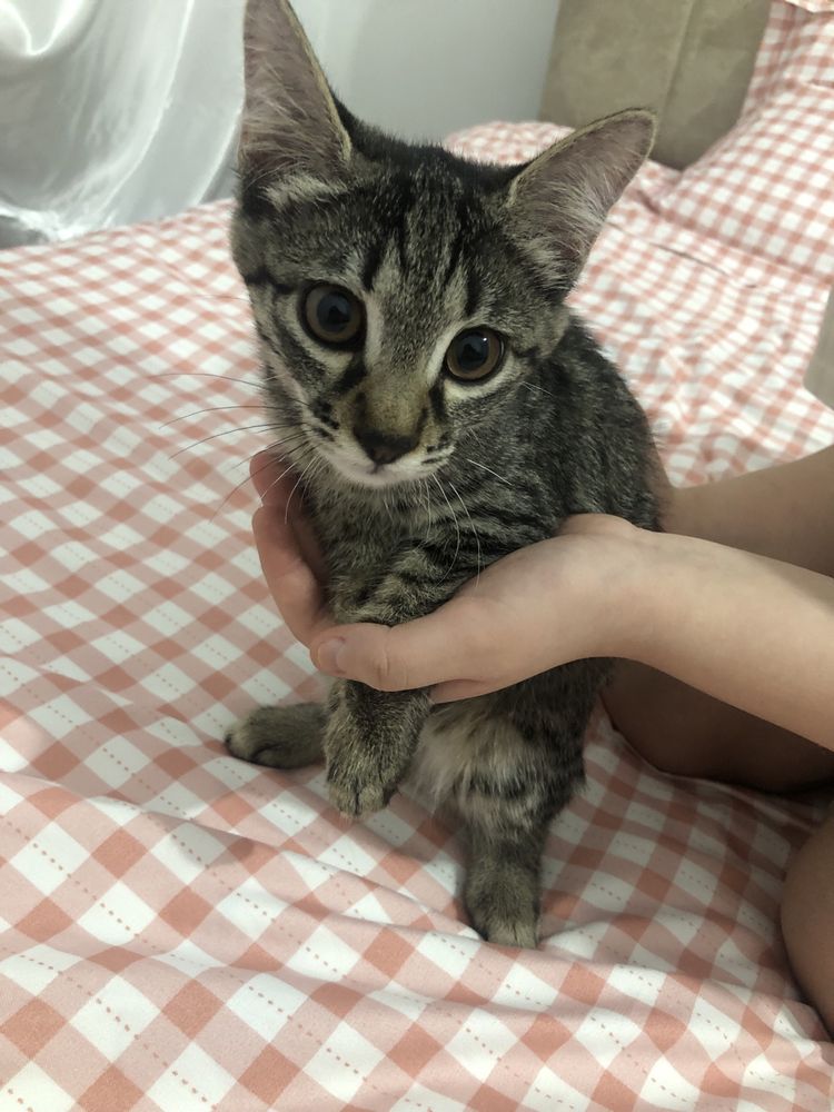 Котята в хорошие и добрые руки