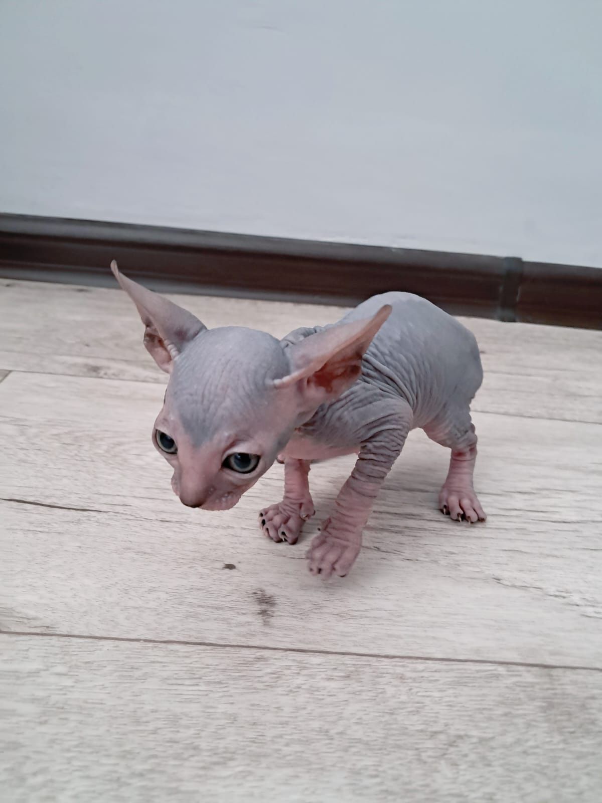 Продам котят сфинкса