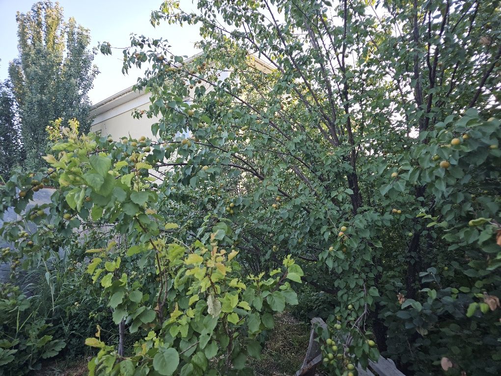 Продам частный дом с большим садом Алисова 74