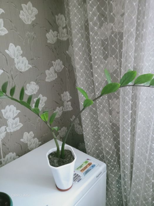 Продам замиокулькас