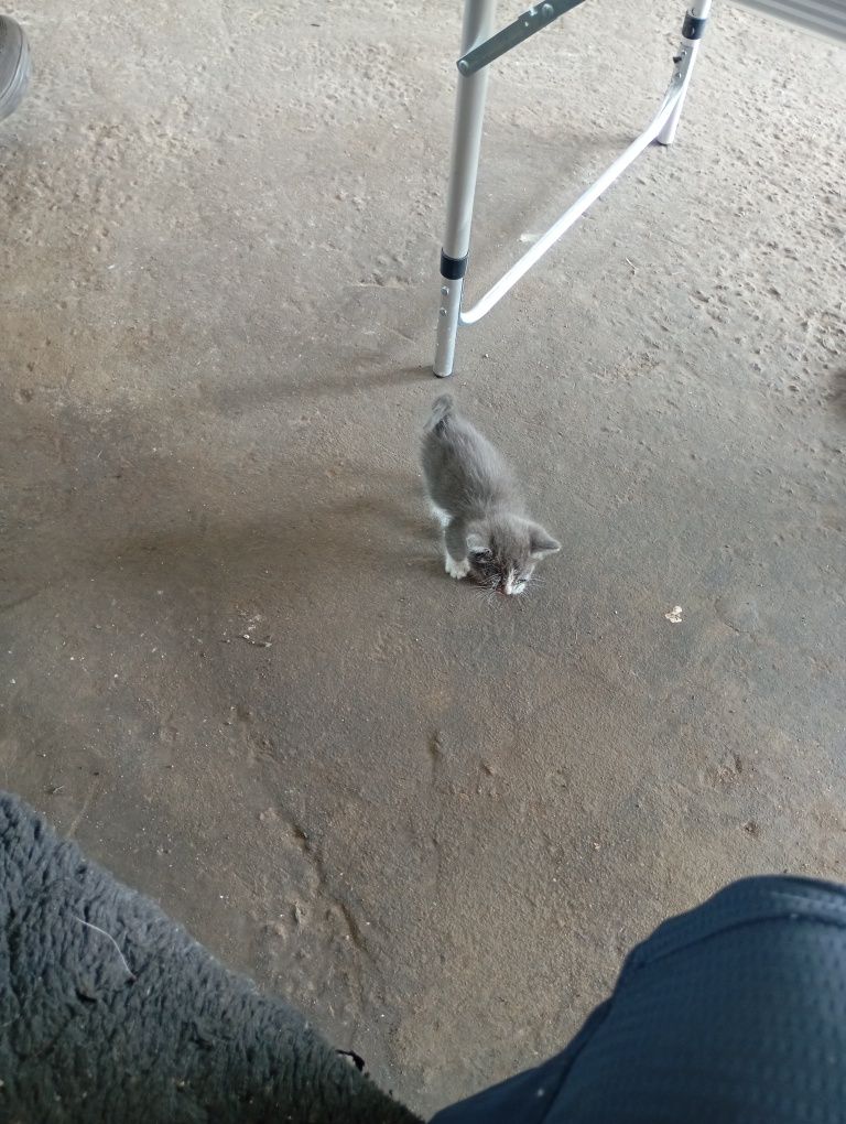 Отдам котят бесплатно
