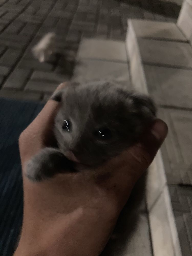 Веслоухие маленькие котята