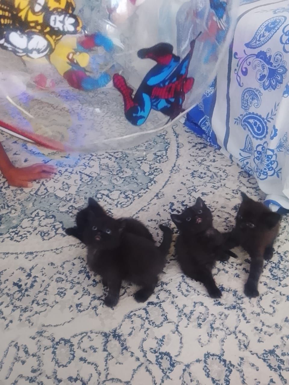 Котята, девочки и мальчики