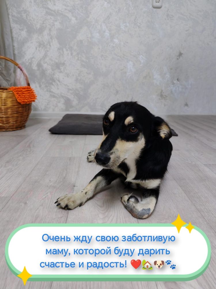 Щенок мальчик ищет дом