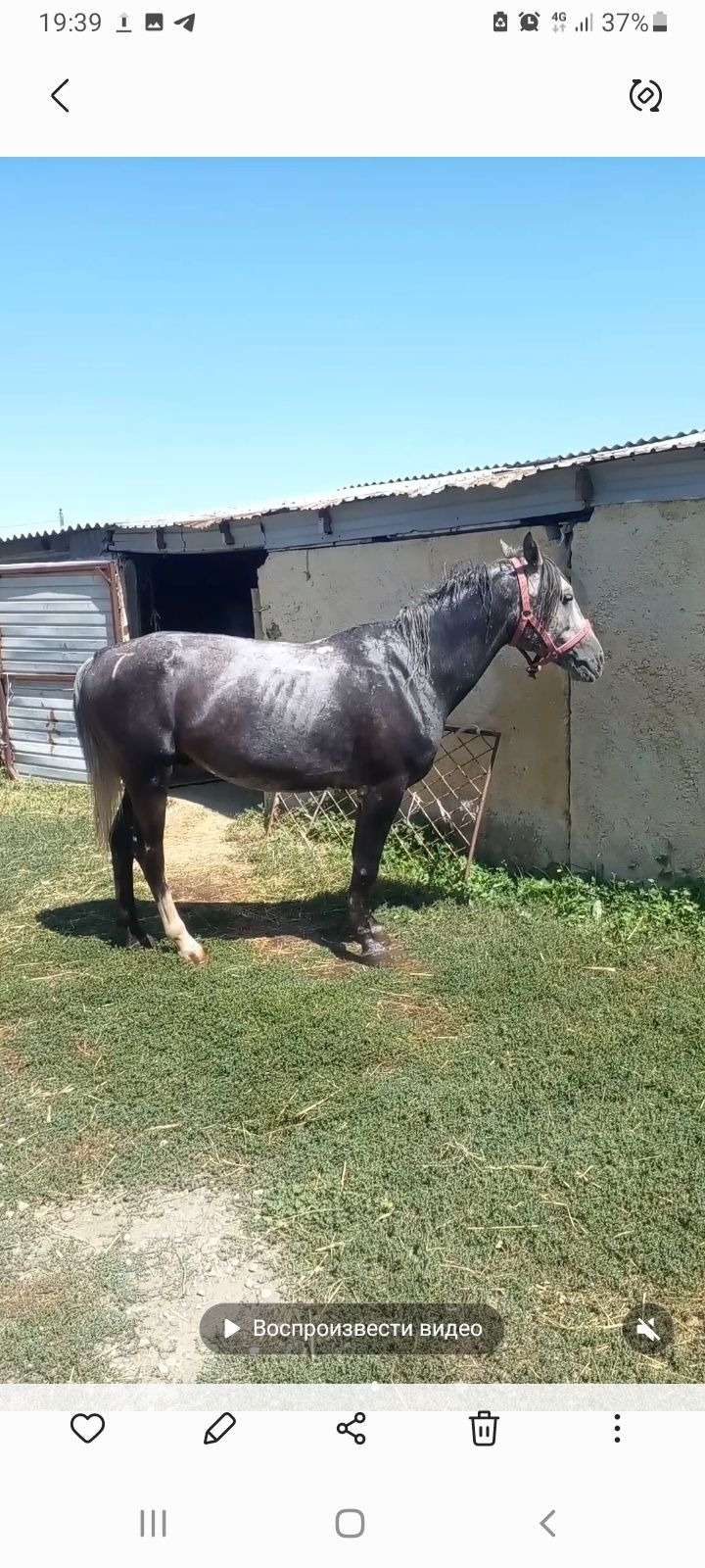 Айғыр, айғыр, айғыр сатылады