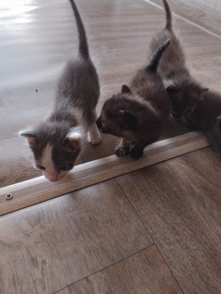 Отдам даром котят