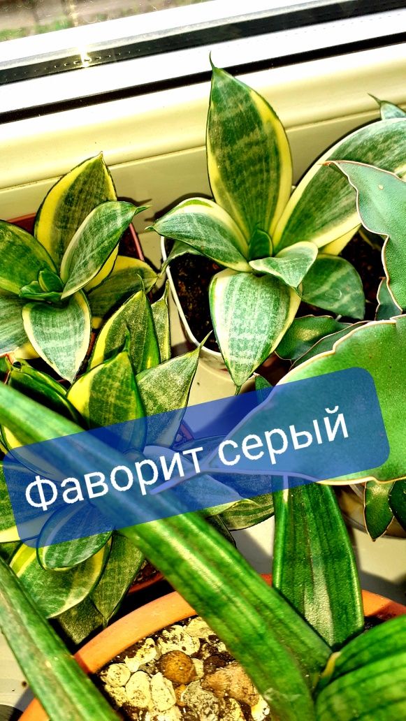 Сансевиерия Сансевьера Цветы Растения комнатные