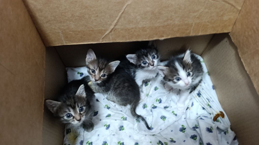 Отдаю в добрые руки котят, Бесплатно, котятам 2месяца .