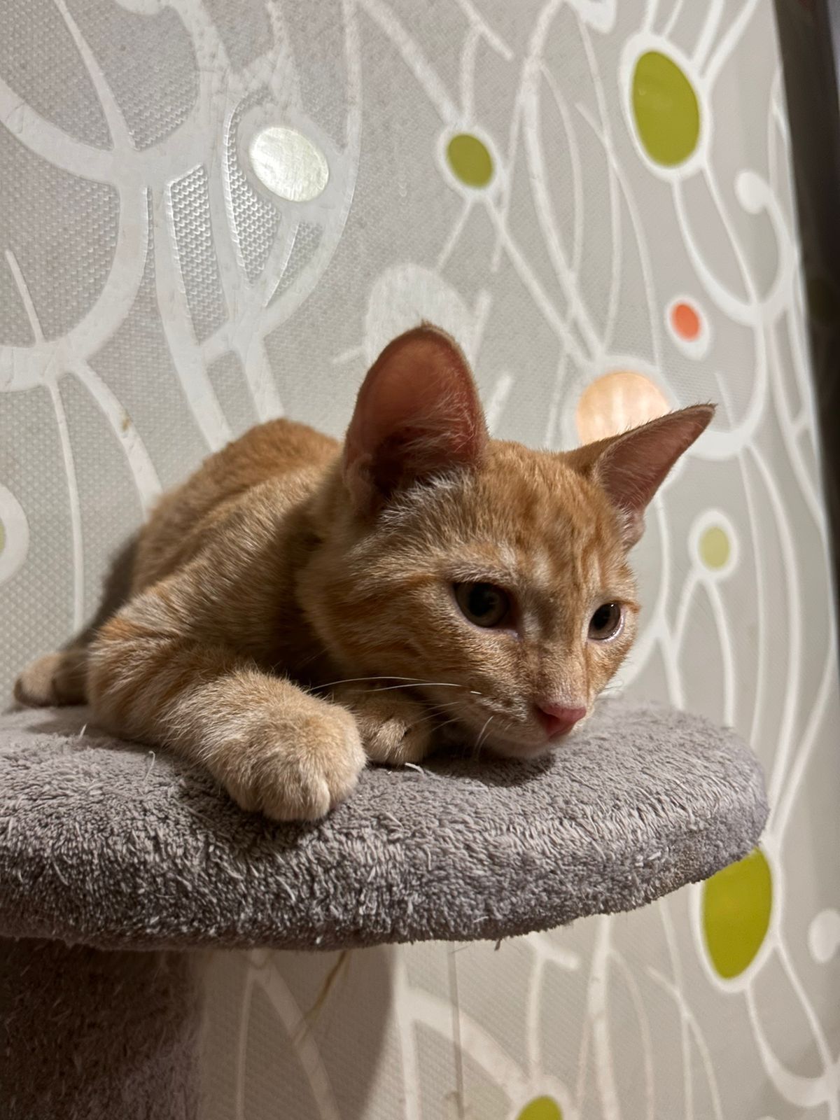 Котята ищут семью