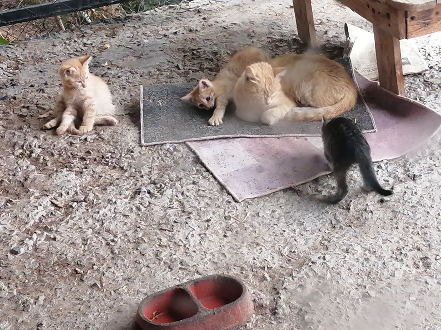 Отдам котят в хорошие руки