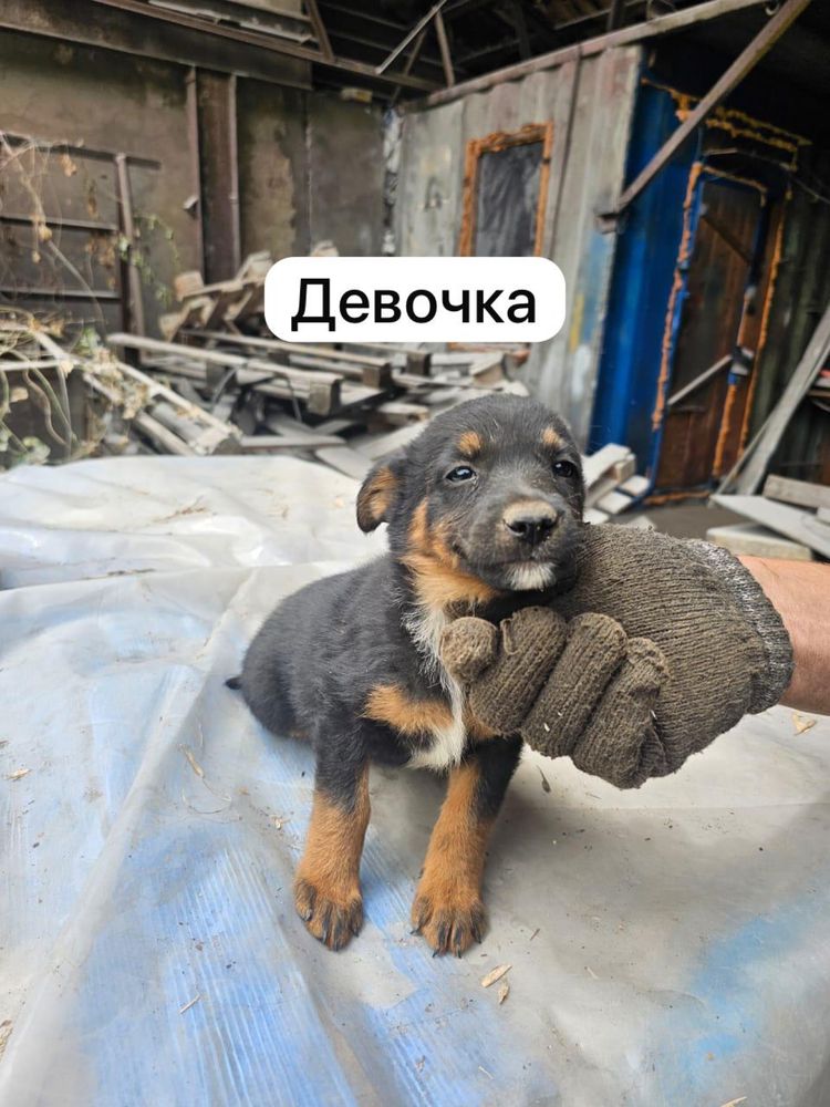 Щенки 3 мальчика и 3 девочки