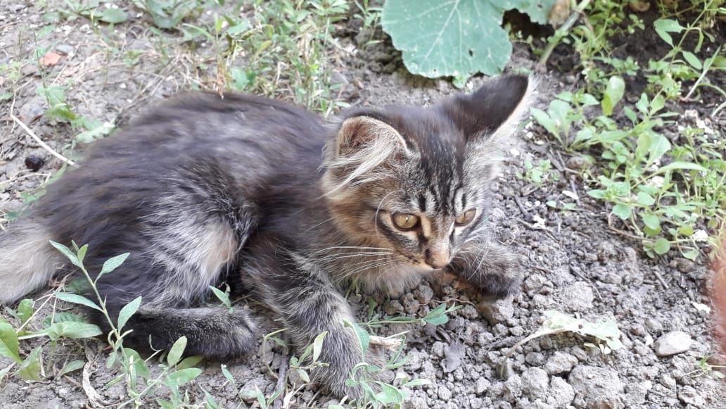 Котята крысыловы