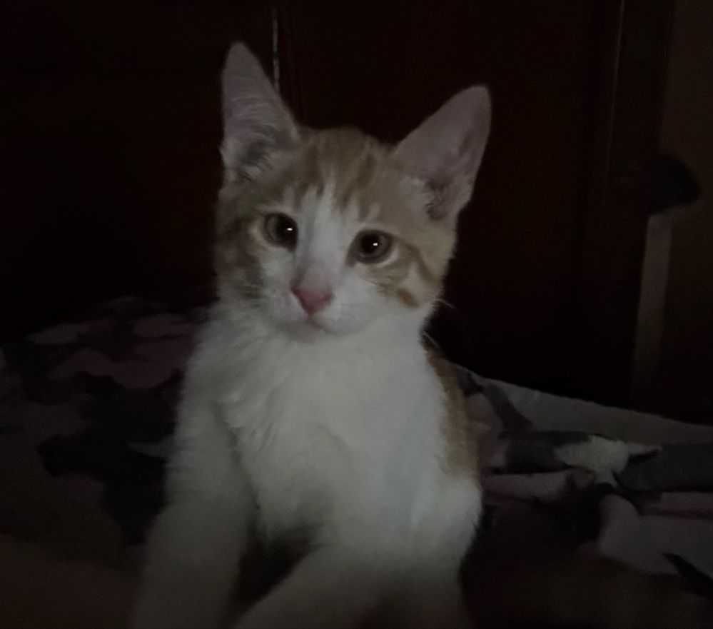 Отдам котёнка в добрые руки