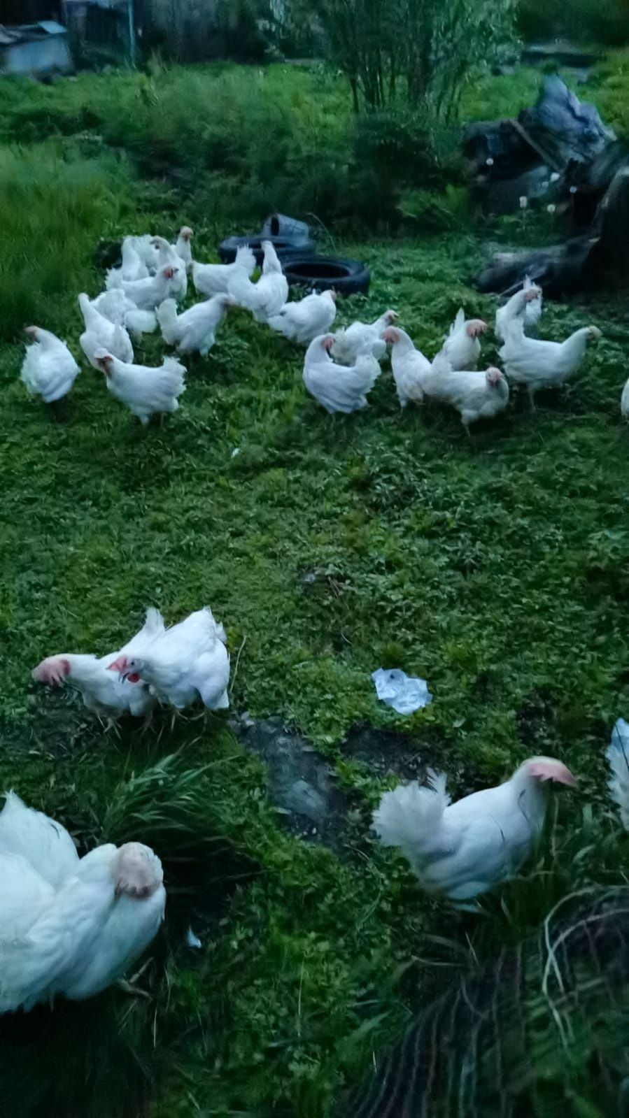 Яйца куриные домашние