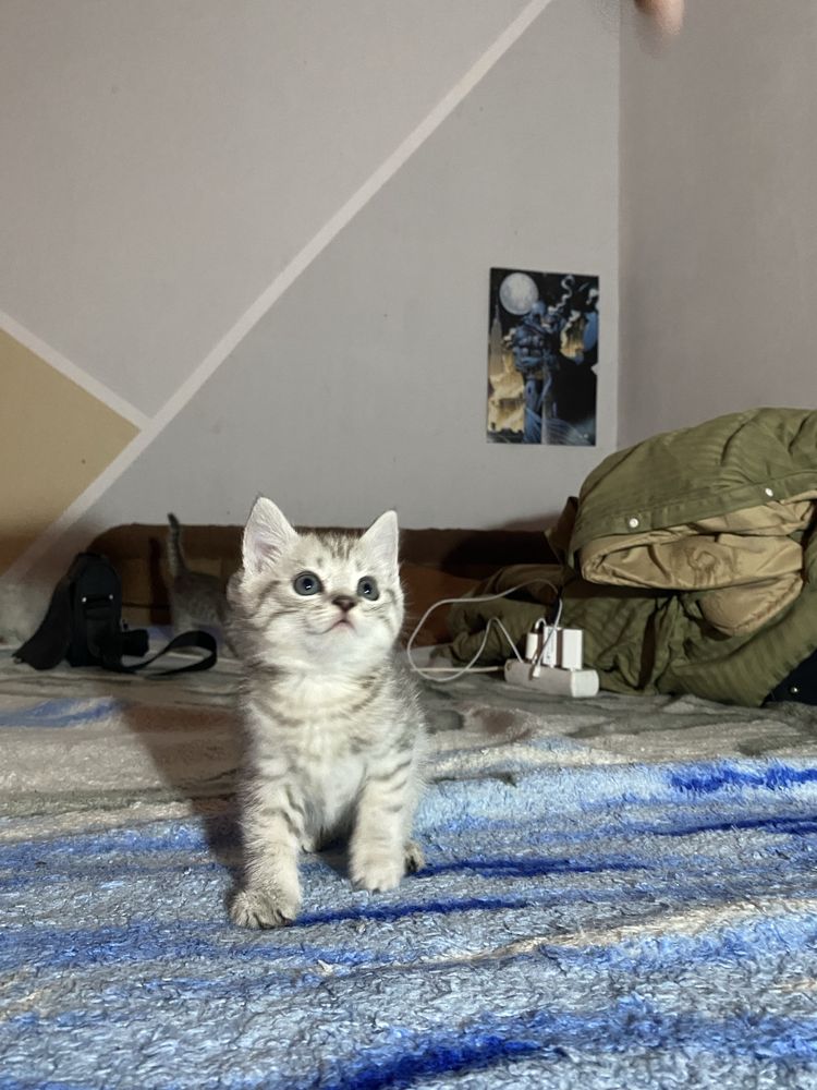 Продаются котята паролистые